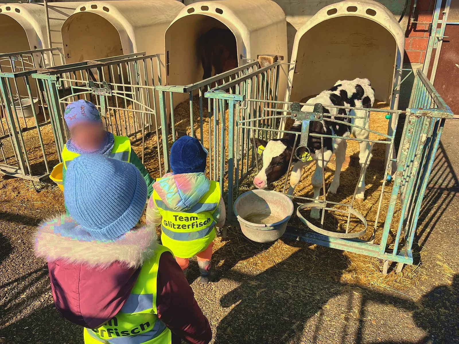 Kinder besuchen die Kälbchen in ihren Iglus