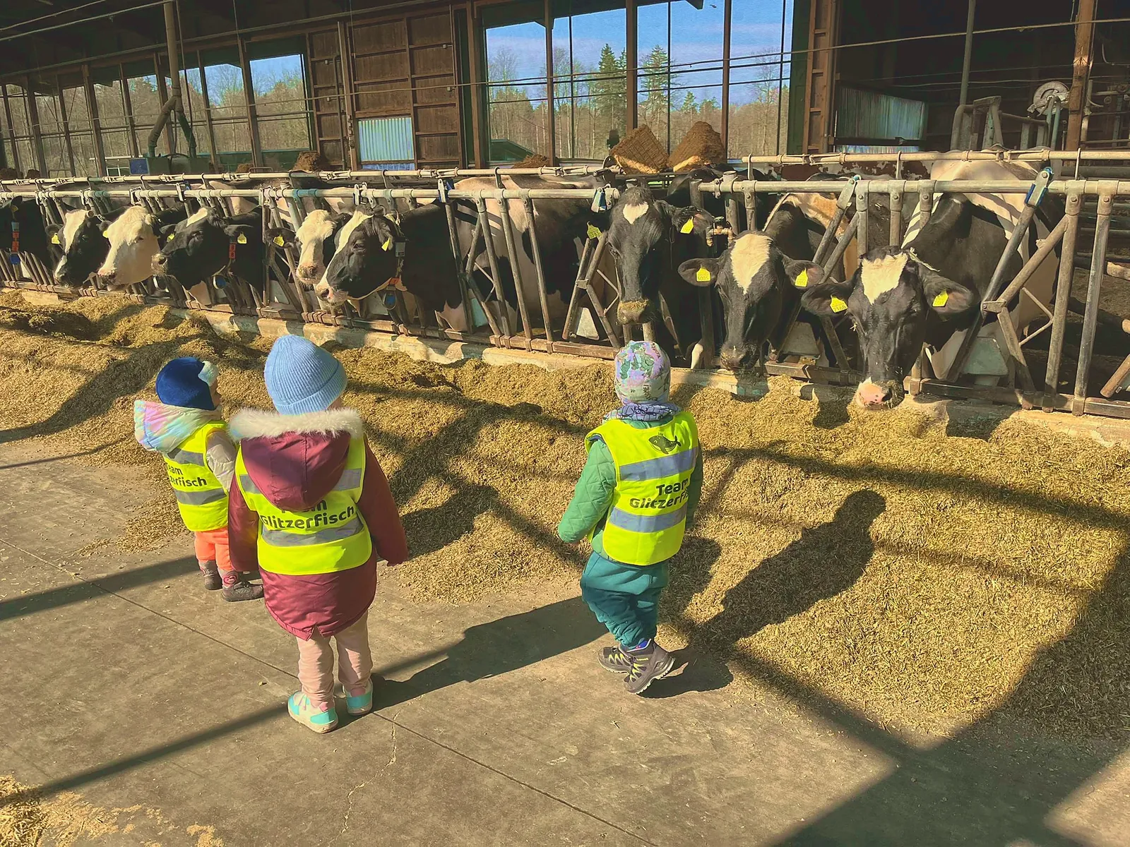 Kinder stehen im Kuhstall vor den Kühen am Futtergitter