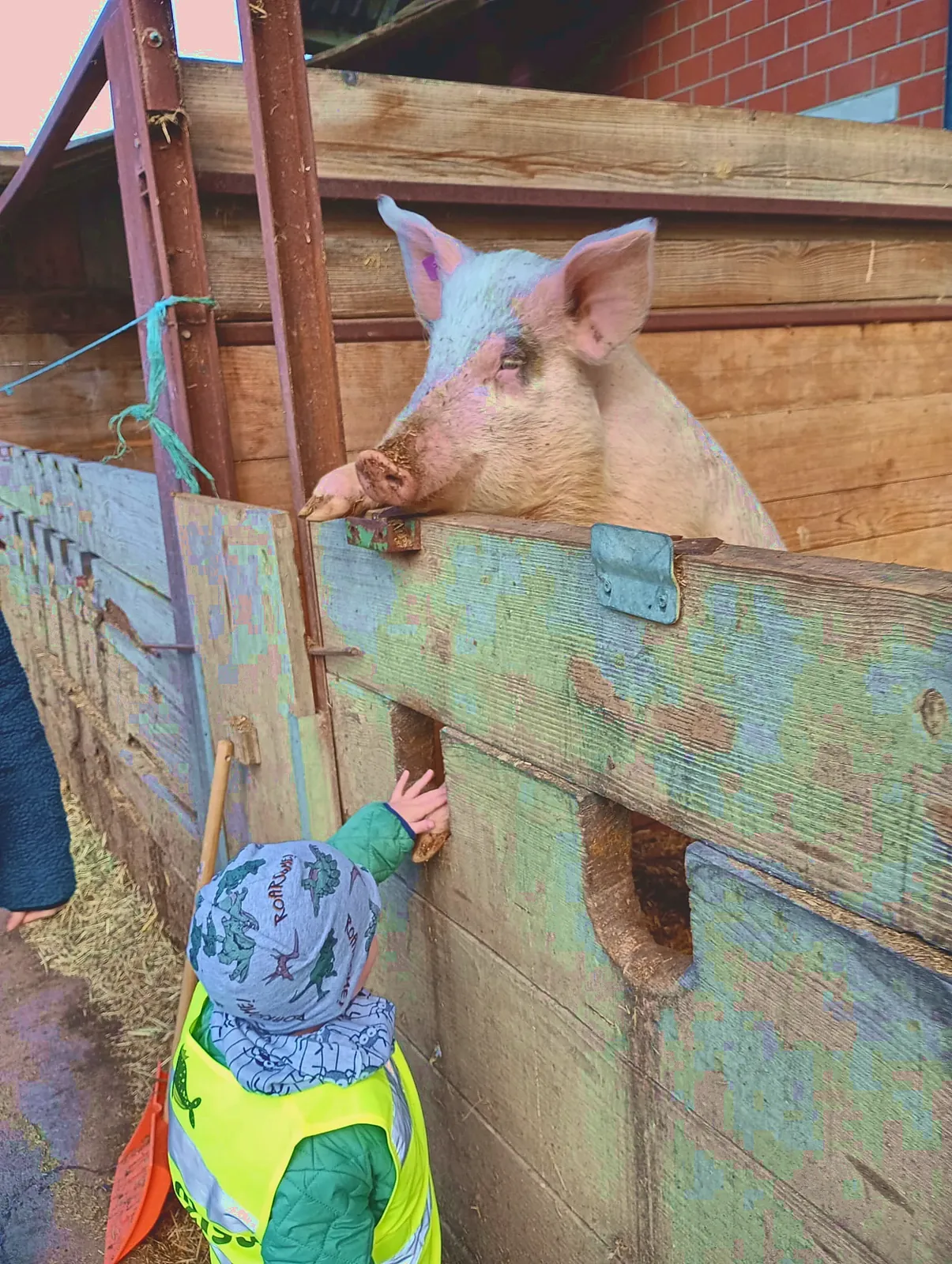 Ein Kind begrüsst ein neugieriges Schwein am Gehege