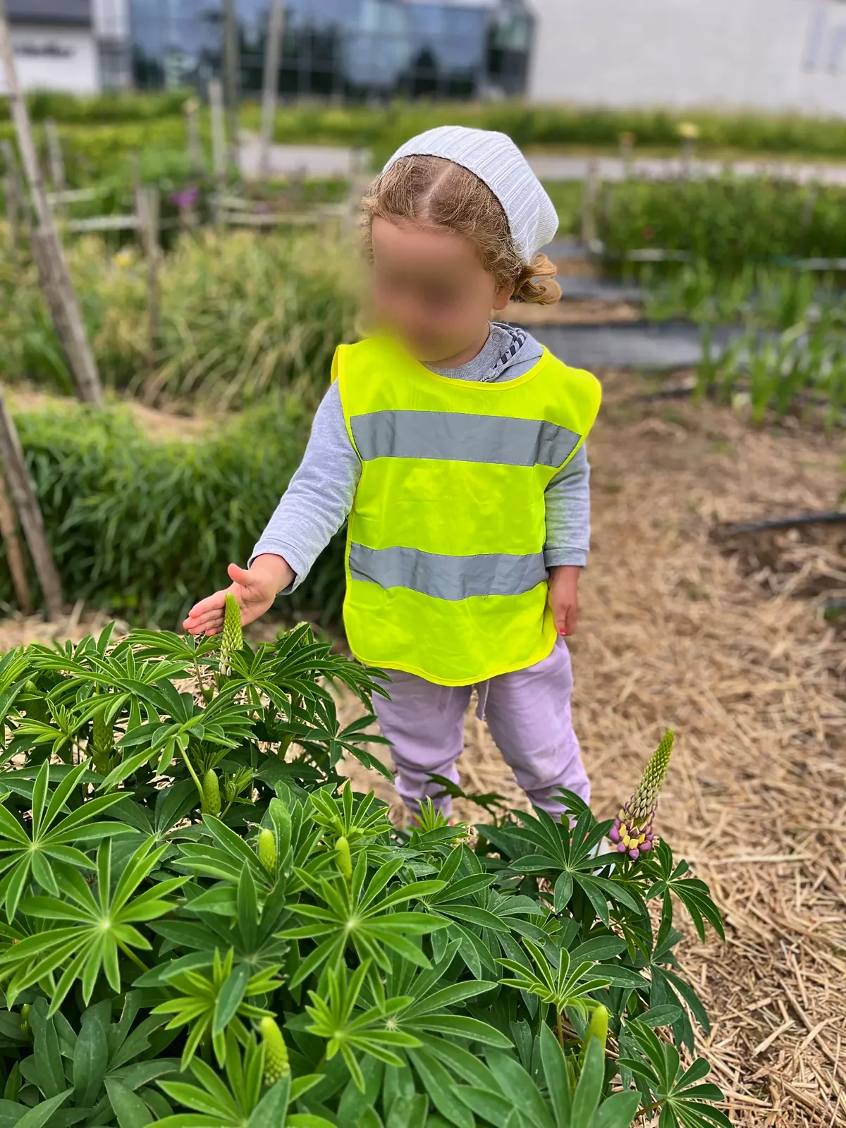 Ein Kind entdeckt Lupinen im Bauerngarten