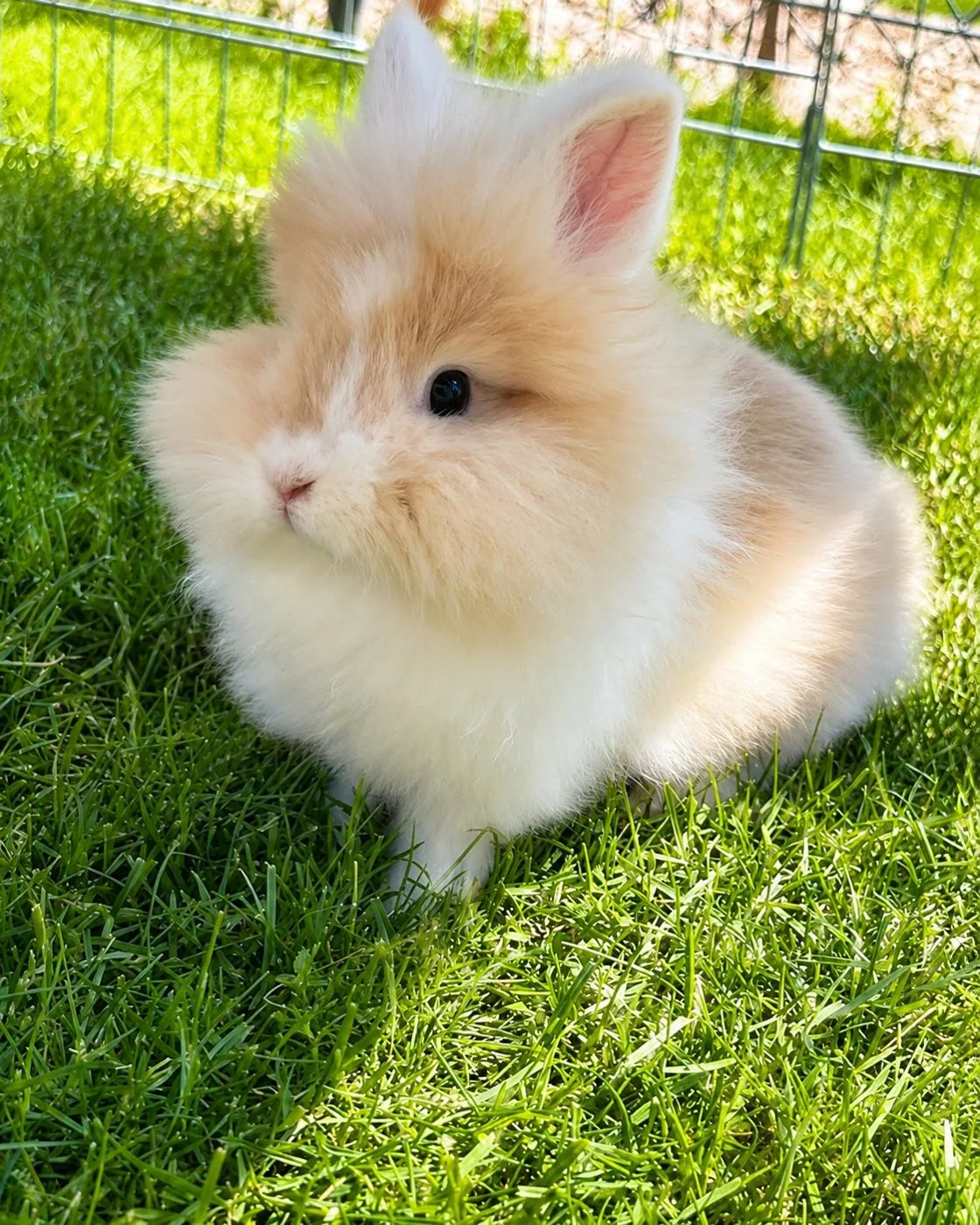 Babykaninchen im Sonnenschein