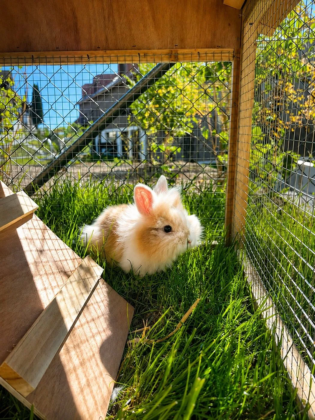 Häsli im sonnigen Gehege