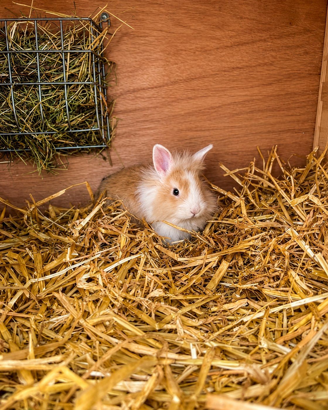 Kaninchen im Strohnest