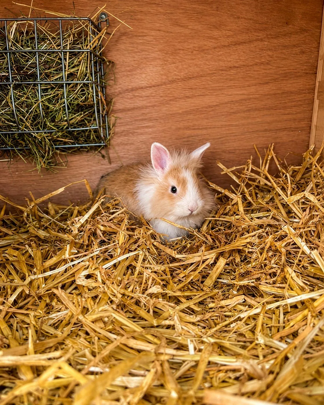 Kaninchen im Strohnest