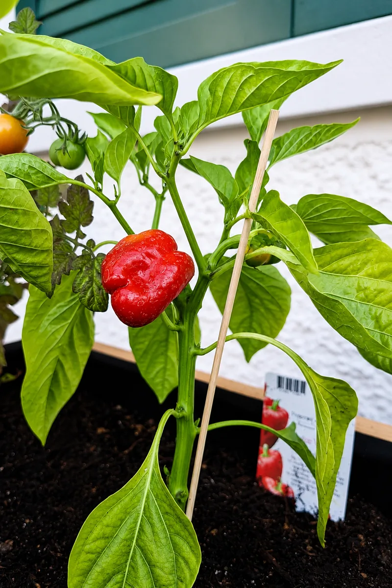 Rote Peperoni an der Pflanze