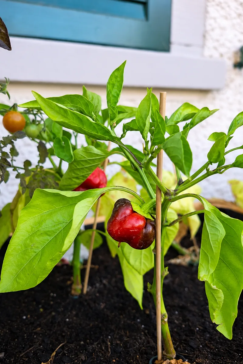 Peperoni-Pflanze mit reifer Frucht